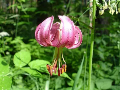 Ликбез по растениям: лилия саранка | Блоги | Краснотурьинск.инфо