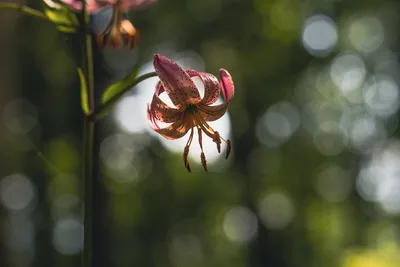 Лилия саранка (Lilium martagon). Фото на сайте \"Грибы: информация и  фотографии\"