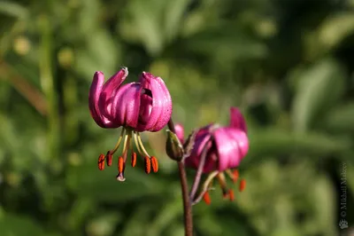 Почему исчезает из природы лилия саранка? | Растения | ШколаЖизни.ру