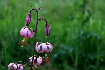 Лилия саранка (Lilium pilosiusculum)