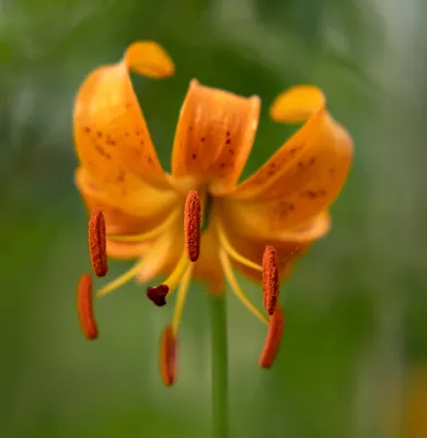 Вертикордия — Лилия кудреватая или саранка (Lilium pilosiusculum)