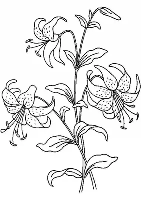 Lilium pilosiusculum (Freyn) Miscz. - Лилия саранка