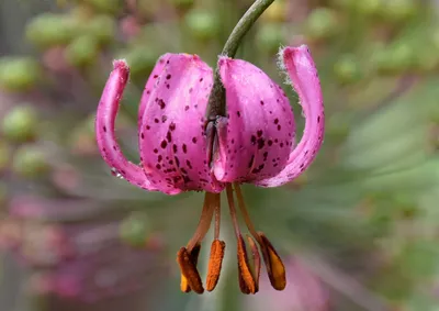 Лилия кудреватая, или Лилия мартагон, или лилия саранка — … | Flickr