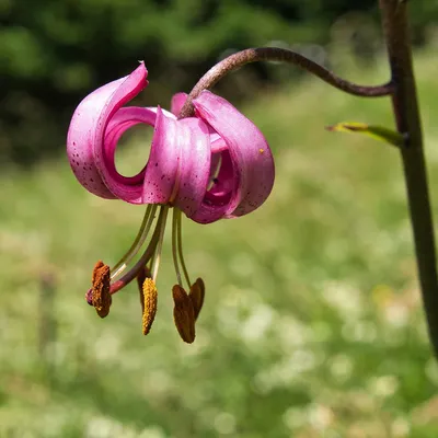 Лилия саранка (Lilium pilosiusculum)