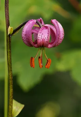 Фотокаталог растений: Лилия кудреватая (Lilium martagon)