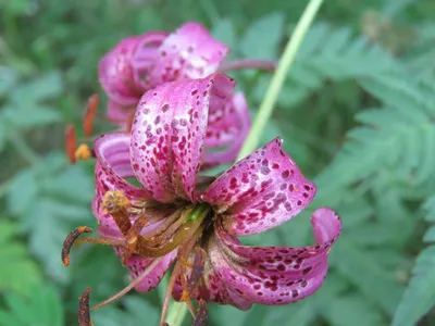 Lilium martagon L., Лилия кудреватая (World flora) - Pl@ntNet identify