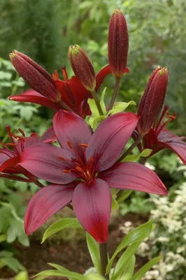 Саженцы и рассада лилии азиатской горшечной Баззе (Lilium asiatic Buzzer)  представляют низкорослые сорта. Высота стеблей этой лилии достигает всего  45 см. Растение подходит для выращивания в открытом грунте, а также в  горшках