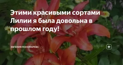 Станет воплощением ваших самых сокровенных желаний, сконцентрированных  вокруг ярких и броских цветов в своем саду. Сорт олицетворяет собой страсть  и нежность, роскошь и сдержанность. Он станет драгоценным камнем в любой  садовой коллекции,