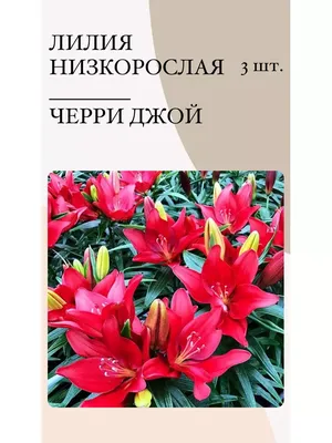 Лилия Брокен Харт купить в Минске, почтой по Беларуси. Луковицы лилий в  интернет-магазине.