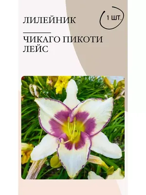 Купить лилия азиатская нджойз (njoyz), 3 шт по цене 250 руб. в интернет  магазине \"Первые Семена\"