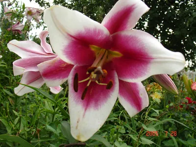 Несколько полезных советов при выборе лилии | Цветы в саду | Дзен