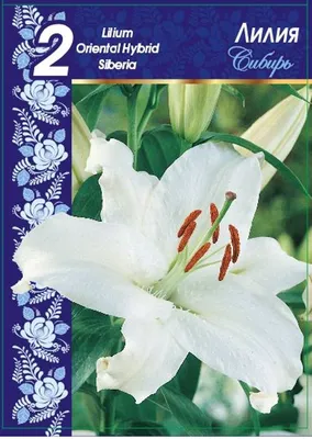 белые лилии в сибирском саду Стоковое Фото - изображение насчитывающей  тычинка, лилии: 230627280