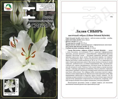Семена лилия Семена для Сибири Ла гибрид бей солейл 1 уп. - купить в  Москве, цены на Мегамаркет