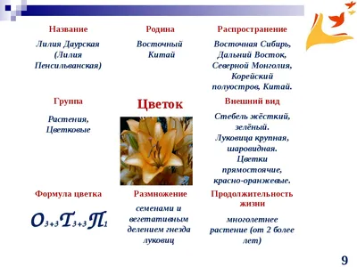 Лилия Солюшн Lilium Solution