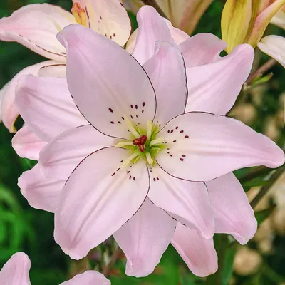 Buy Spring Pink Double Asiatic Lily | Breck's