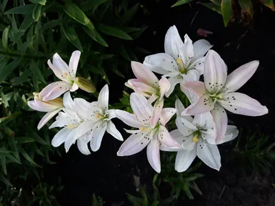 LILIUM ASIATIC DOUBLE 'SPRING PINK' 16/18 CM. (25 P.OPEN TOP BOX) | Rotex  Flowerbulbs BV