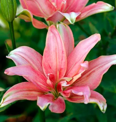 Asiatic Lily (Lilium Spring Pink) - Asheville, North Carolina, USA Stock  Photo - Alamy
