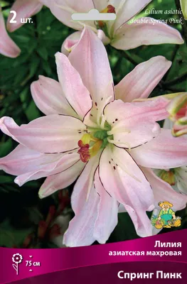 Лилия Spring Pink (Спринг Пинк)🌷 - купить луковицы и клубни в Украине |  FLORIUM.UA✓