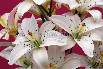 Лилия Спринг Пинк (Lilium Spring Pink) купить в Минске. Луковицы лилий,  продажа, цены.