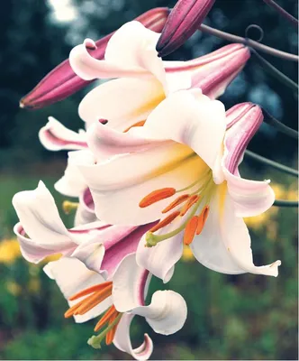 Лилия махровая Spring Pink (Спринг Пинк) 16/18 (1 шт) купить в Украине с  доставкой | Цена в Svitroslyn.ua