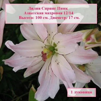 Лилия азиатская махровая Спинк Пинк (Spring Pink) луковицы 5 шт сотка —  купить в интернет-магазине по низкой цене на Яндекс Маркете