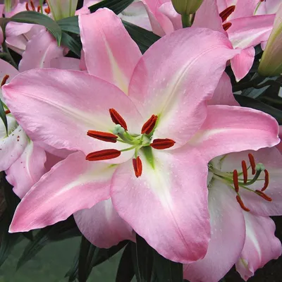 Light Pink Oriental Lily Bulbs For Sale | Oriental Roselily Anouska® – Easy  To Grow Bulbs