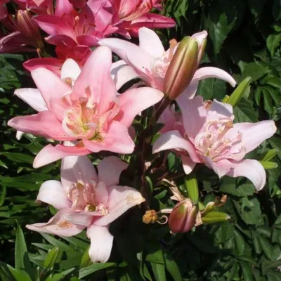 Closeup of garden filled with pink lily flowers in summer. Lilium blooming  on lawn in spring from above. Pretty flowering plants budding in a natural  environment. Lilies blooming in a nature reserve