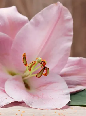 AI Generated Green petal pink nature lilium beauty plant blossom gardening  closeup red bright spring 35190484 Stock Photo at Vecteezy