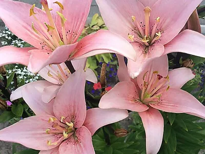 Beautiful pink Lilium longiflorum flower in spring season at botanical  garden, close up Stock Photo - Alamy