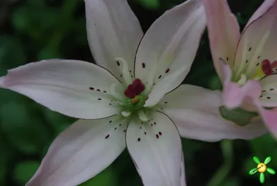 LILIUM ASIATIC DOUBLE 'SPRING PINK' 16/18 CM. (25 P.OPEN TOP BOX) | Rotex  Flowerbulbs BV