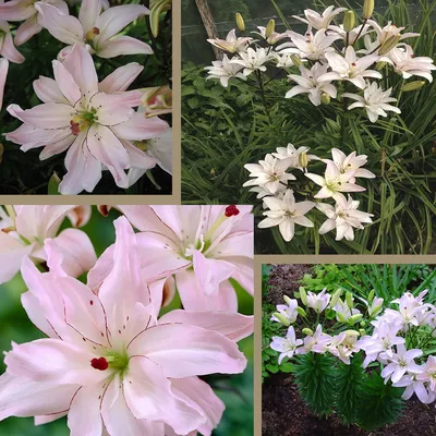 LILIUM ASIATIC DOUBLE 'SPRING PINK' 16/18 CM. (25 P.OPEN TOP BOX) | Rotex  Flowerbulbs BV