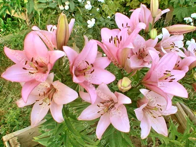LILIUM ASIATIC DOUBLE 'SPRING PINK' 16/18 CM. (25 P.OPEN TOP BOX) | Rotex  Flowerbulbs BV
