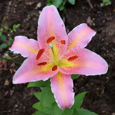 Pink Lilies Growing in a Garden in Summer. Lilium Blooming in a Backyard in  Spring Stock Image - Image of flowers, blooming: 250909895