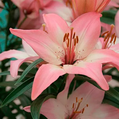 Lilium regale — The Lily Garden