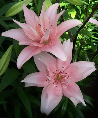 Lilium Spring Romance, pink Oriental lily flower Stock Photo - Alamy