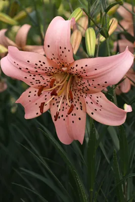 Lilium 'Pink Pearl' | White Flower Farm