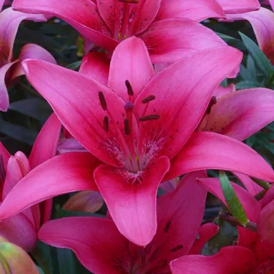 Lilia (Lilium) 'Spring Pink' 1 szt. | Sklep Cebule.pl