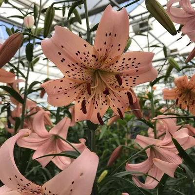 Pink asiatic lilies hi-res stock photography and images - Alamy