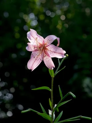 Лилия Spring Pink