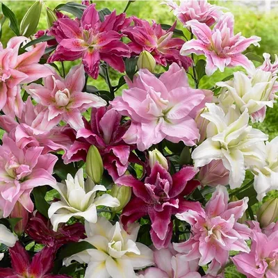 Spring Romance Oriental Lily Bulbs for Sale
