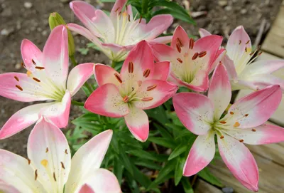 Pink asiatic lilies hi-res stock photography and images - Alamy