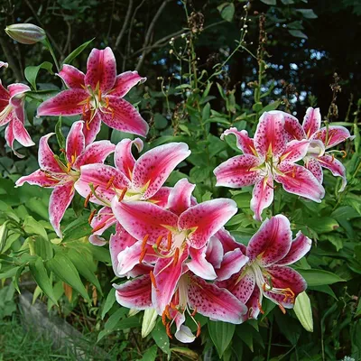 Pink asiatic lilies hi-res stock photography and images - Alamy