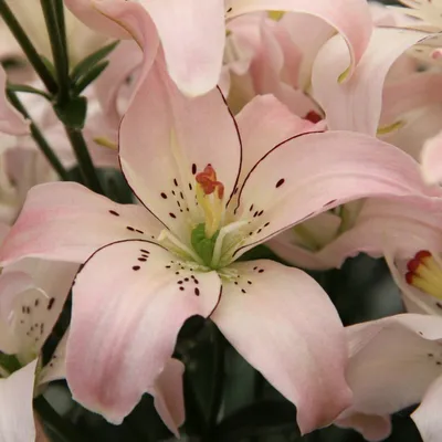 Лилия \"Lotus Spring\" (Лотус Спринг) - Саженцы лилий - купить недорого лилии  в Москве в интернет-магазине Сад вашей мечты