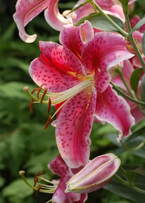 Stargazer Oriental Lily | American Meadows