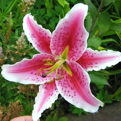 File:Stargazer Lillies Lillium orientale 'Stargazer' Flower 2000px.jpg -  Wikimedia Commons