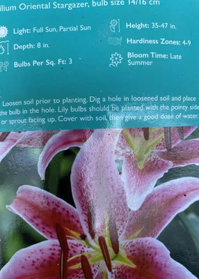 LILIUM ORIENTAL 'STARGAZER' 14/16 CM. BULK SUPER VALUE (300 P.PLASTIC  CRATE) | Rotex Flowerbulbs BV