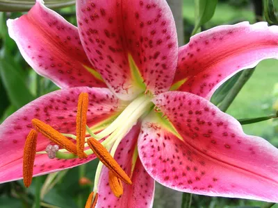 Lilium 'Stargazer' - Wikipedia