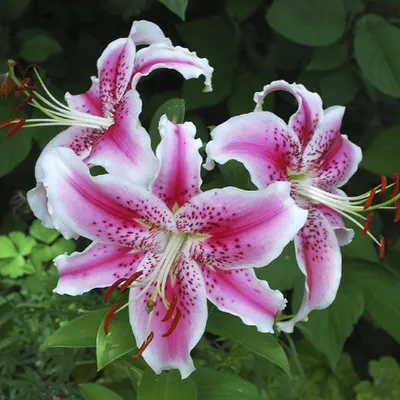 Lilium Stargazer - Johnson Nursery Corporation