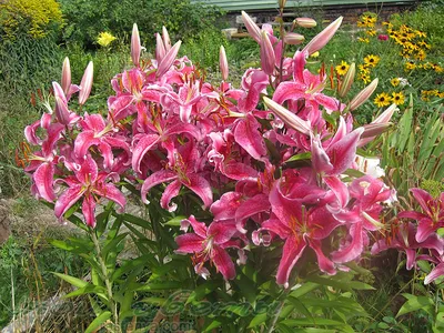 Stargazer лилия - фото - выращивание и уход, посадка, размножение, болезни  и вредители, описание - 🌷 Мои цветы