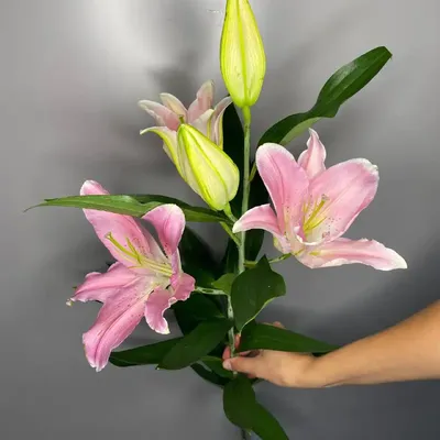 Pink Stargazer Lily (Lilium Stargazer) Stock Photo - Image of liliaceae,  leaves: 14837370